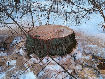Під час незаконної рубки лісу чоловіка вбило дерево 