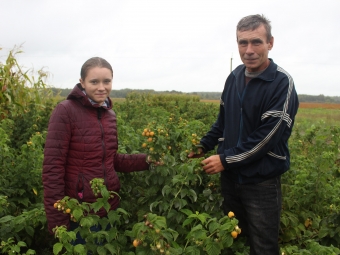 Полуниці та малина - аж до морозів: житель села Мокрець Микола Кравчук замість звичних рослин на власному городі вирощує ягоди  